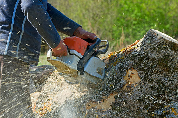 Large Tree Removal in Blackville, SC